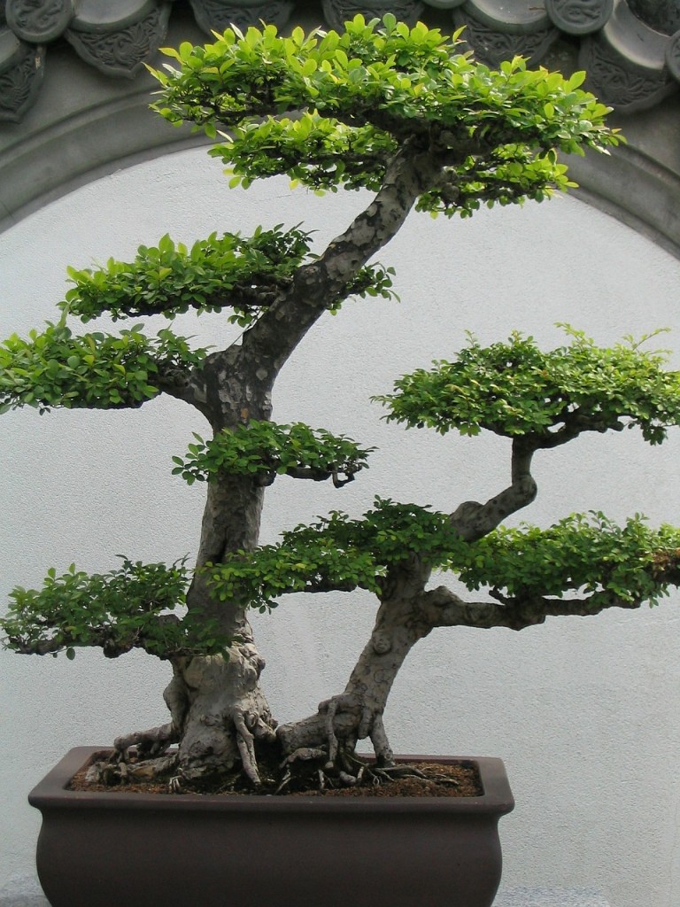 Bonsai