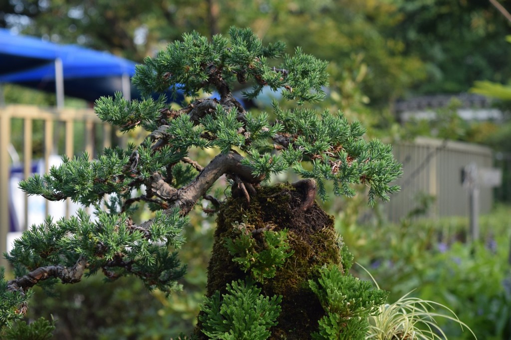 miniature Bonsai