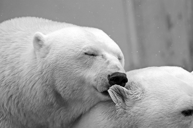 polar-bear